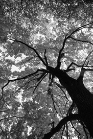 beautiful tree